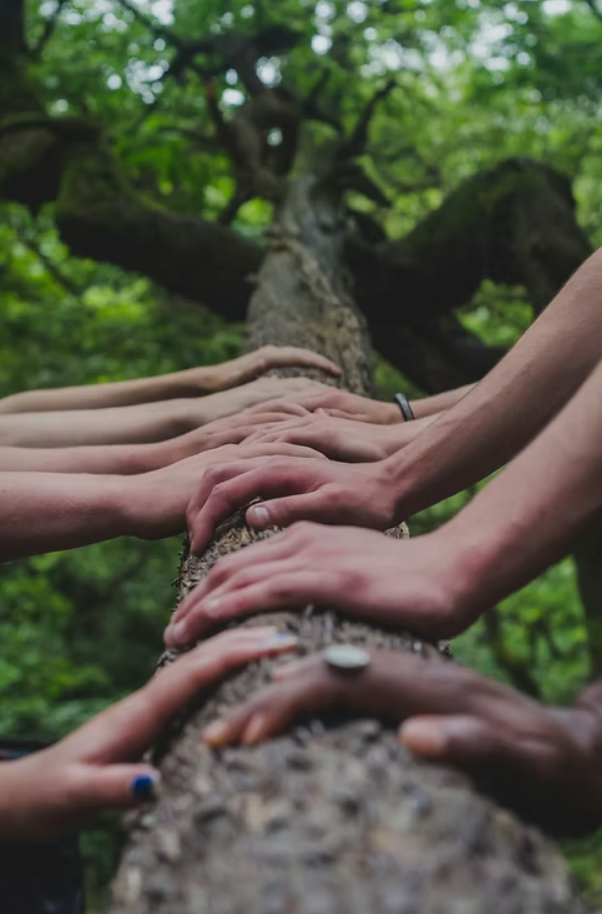 Many hands from different people resting together on a tree branch, symbolising connection and community.